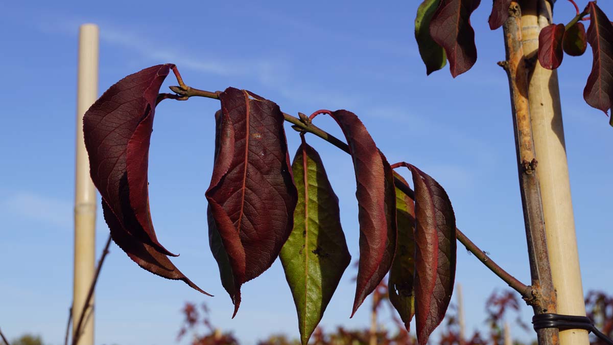 Euonymus hamiltonianus op stam blad