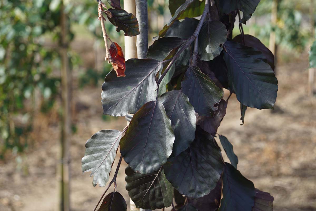 Fagus sylvatica 'Black Swan' op stam