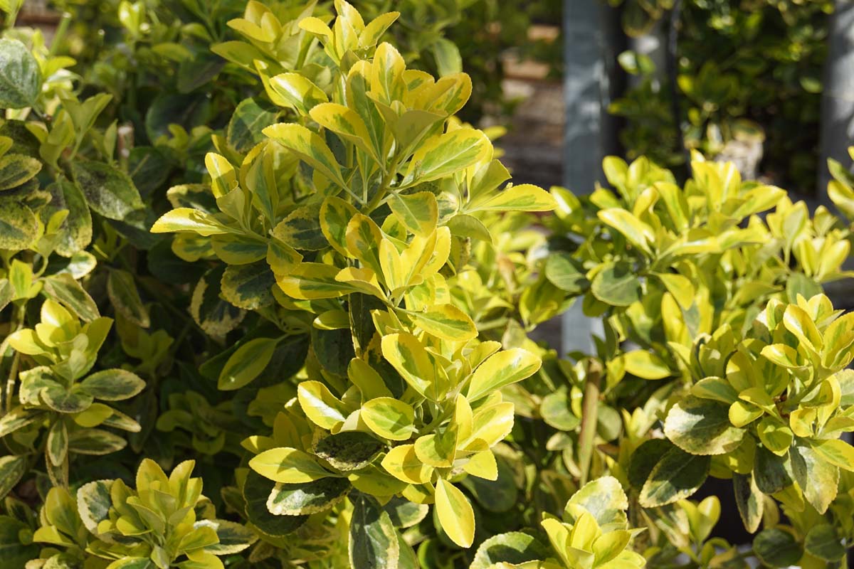 Euonymus japonicus 'Aureomarginatus' op stam blad