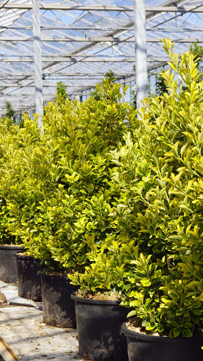 Euonymus japonicus 'Aureomarginatus' op stam blad