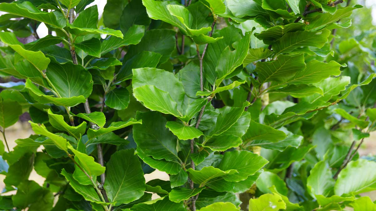 Fagus sylvatica 'Dawyck' op stam blad