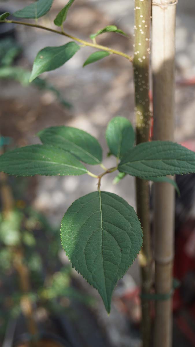 Eucommia ulmoides meerstammig / struik