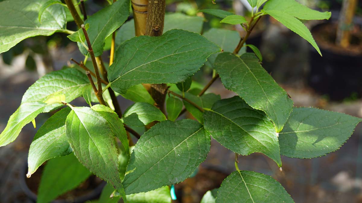 Eucommia ulmoides meerstammig / struik