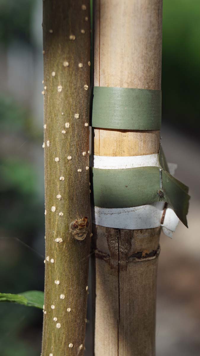 Eucommia ulmoides meerstammig / struik