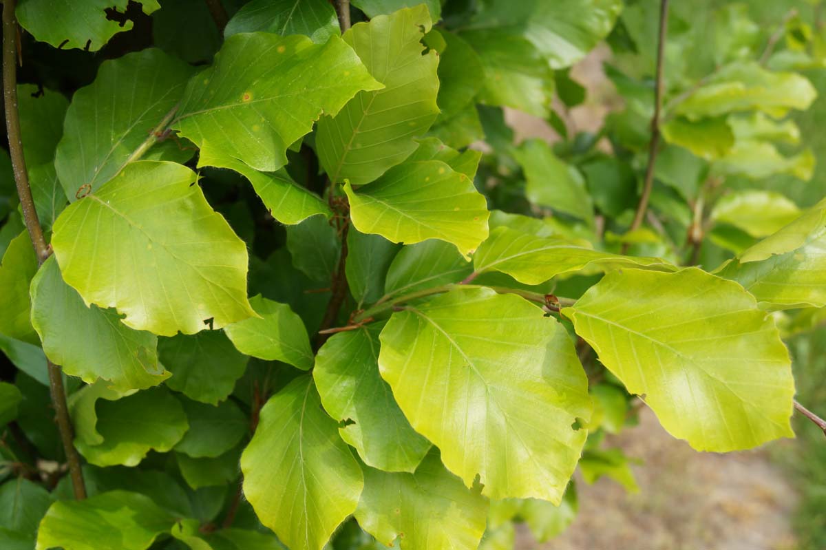 Fagus sylvatica 'Dawyck Gold' op stam