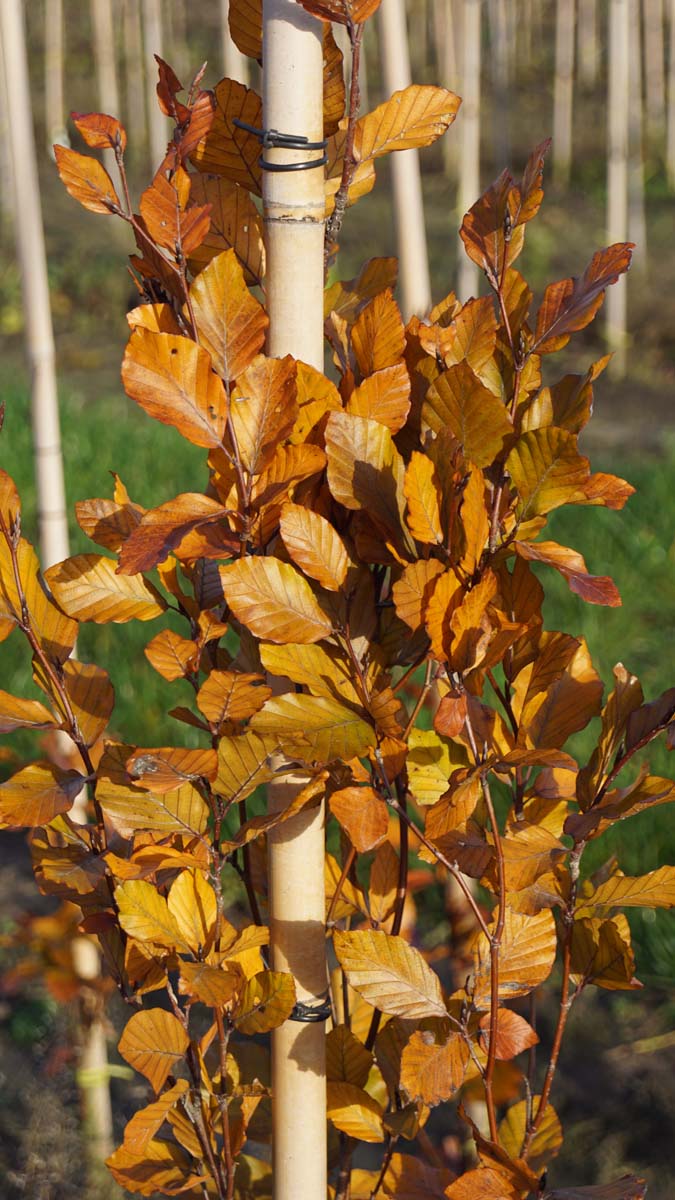 Fagus sylvatica 'Dawyck Purple' solitair