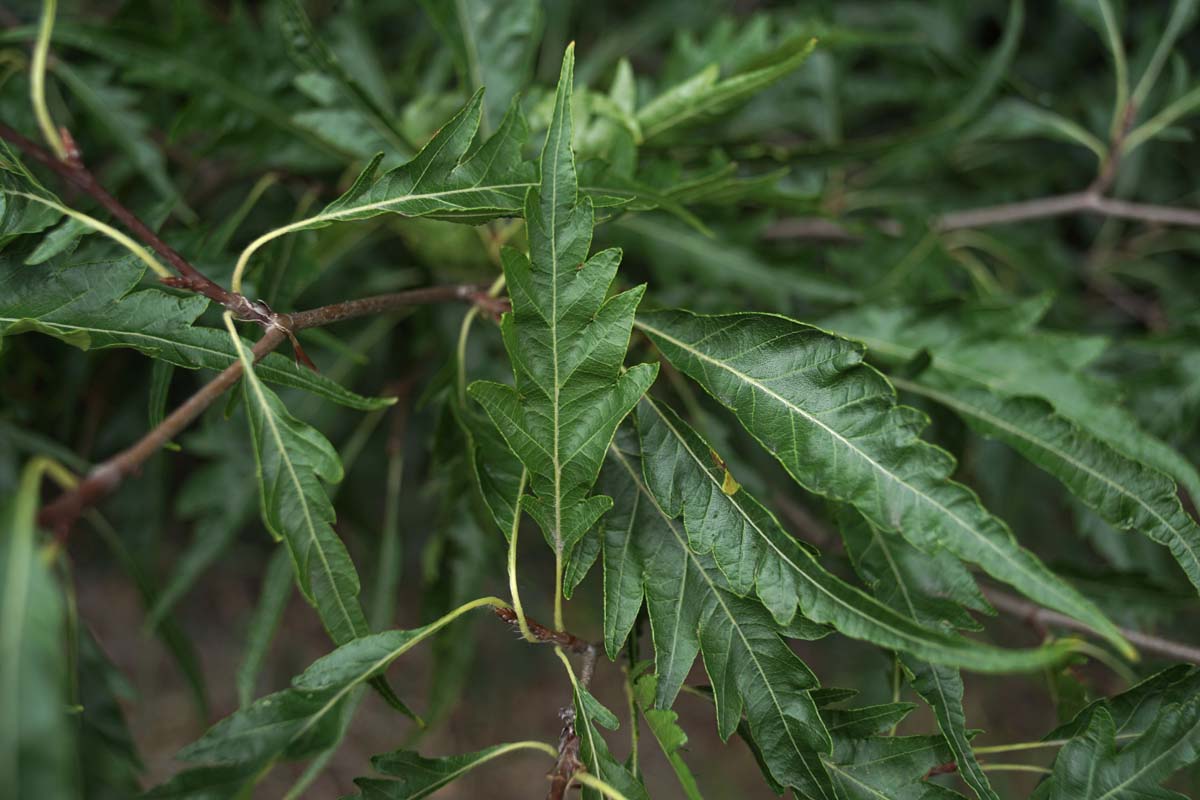 Fagus sylvatica 'Laciniata' op stam