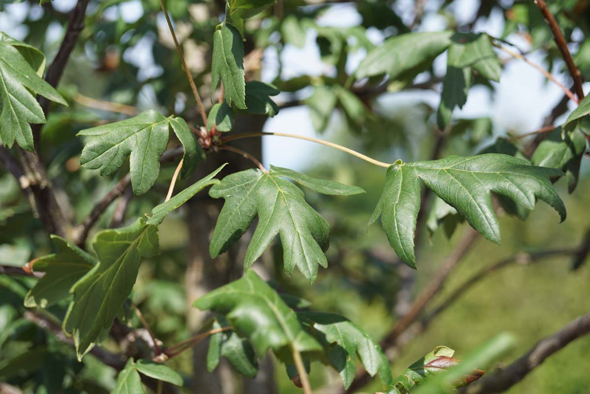 Malus trilobata haagplant