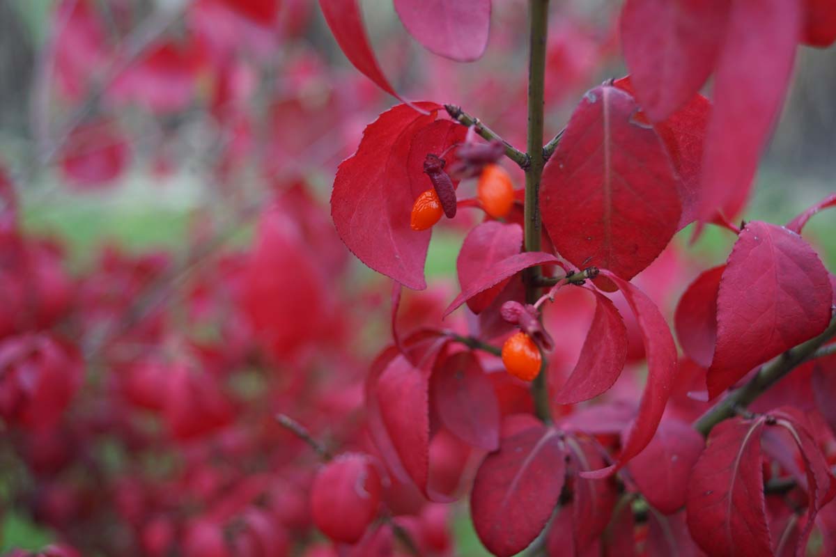 Euonymus alatus op stam