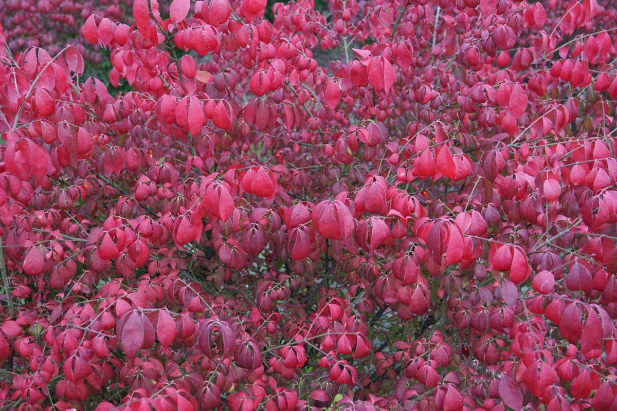 Euonymus alatus Tuinplanten