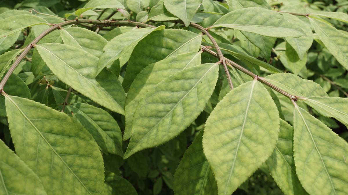 Euonymus alatus meerstammig / struik