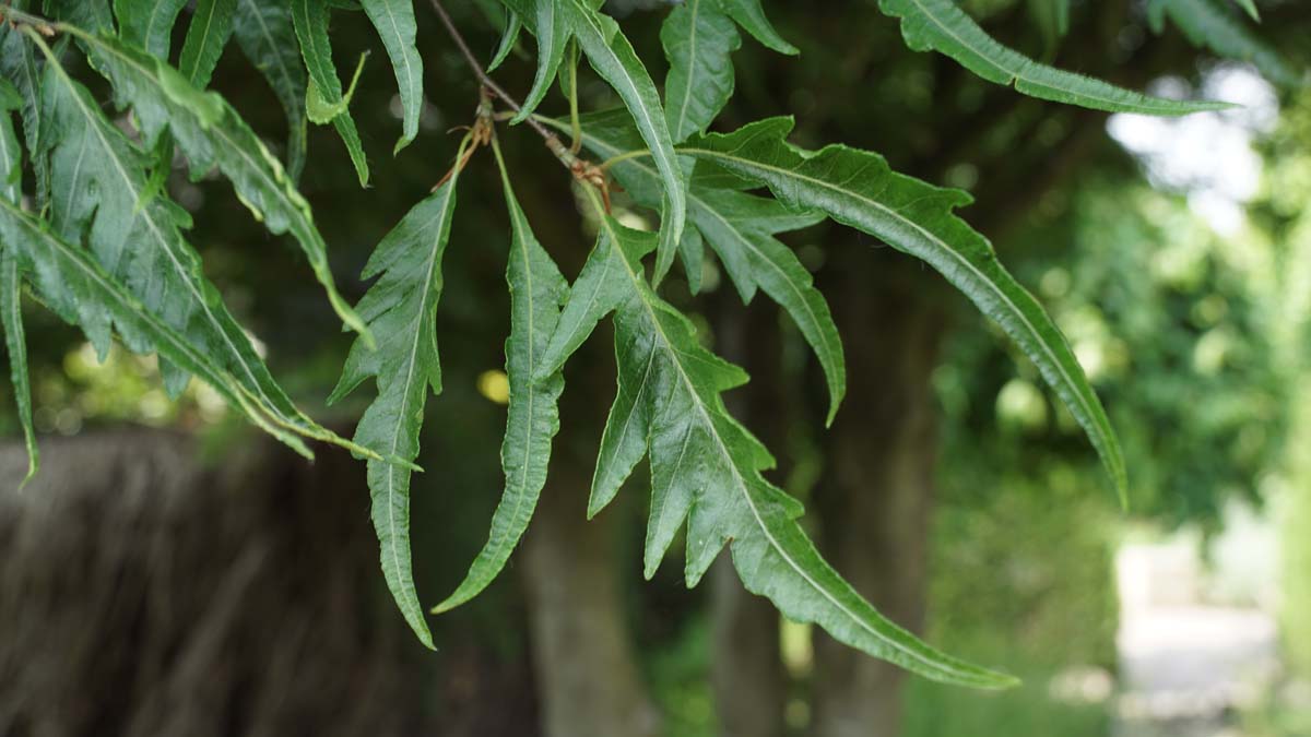 Fagus sylvatica 'Mercedes' Tuinplanten