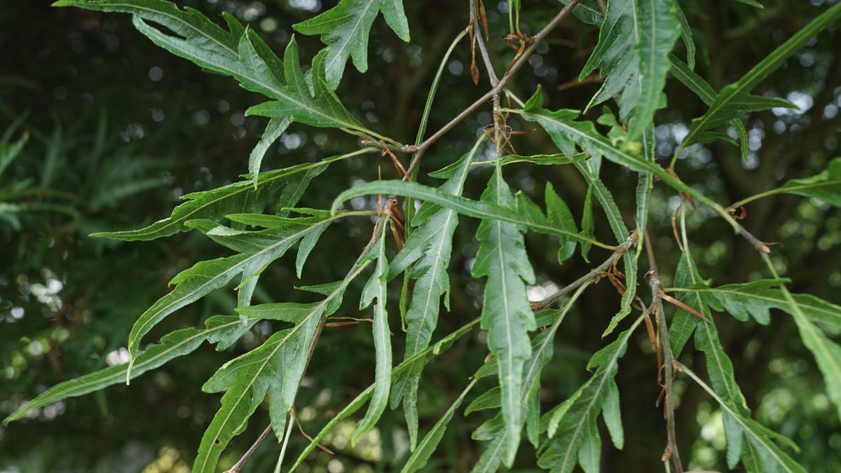 Fagus sylvatica 'Mercedes' meerstammig / struik