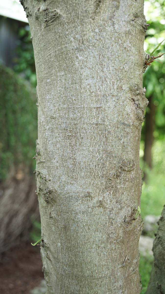 Fagus sylvatica 'Mercedes' meerstammig / struik