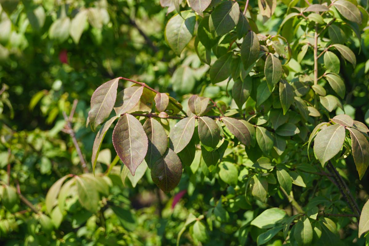 Euonymus alatus 'Compactus' meerstammig / struik blad