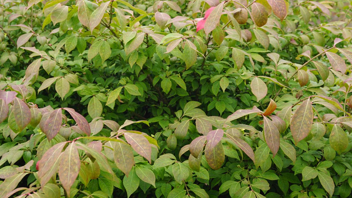 Euonymus alatus 'Compactus' Tuinplanten blad