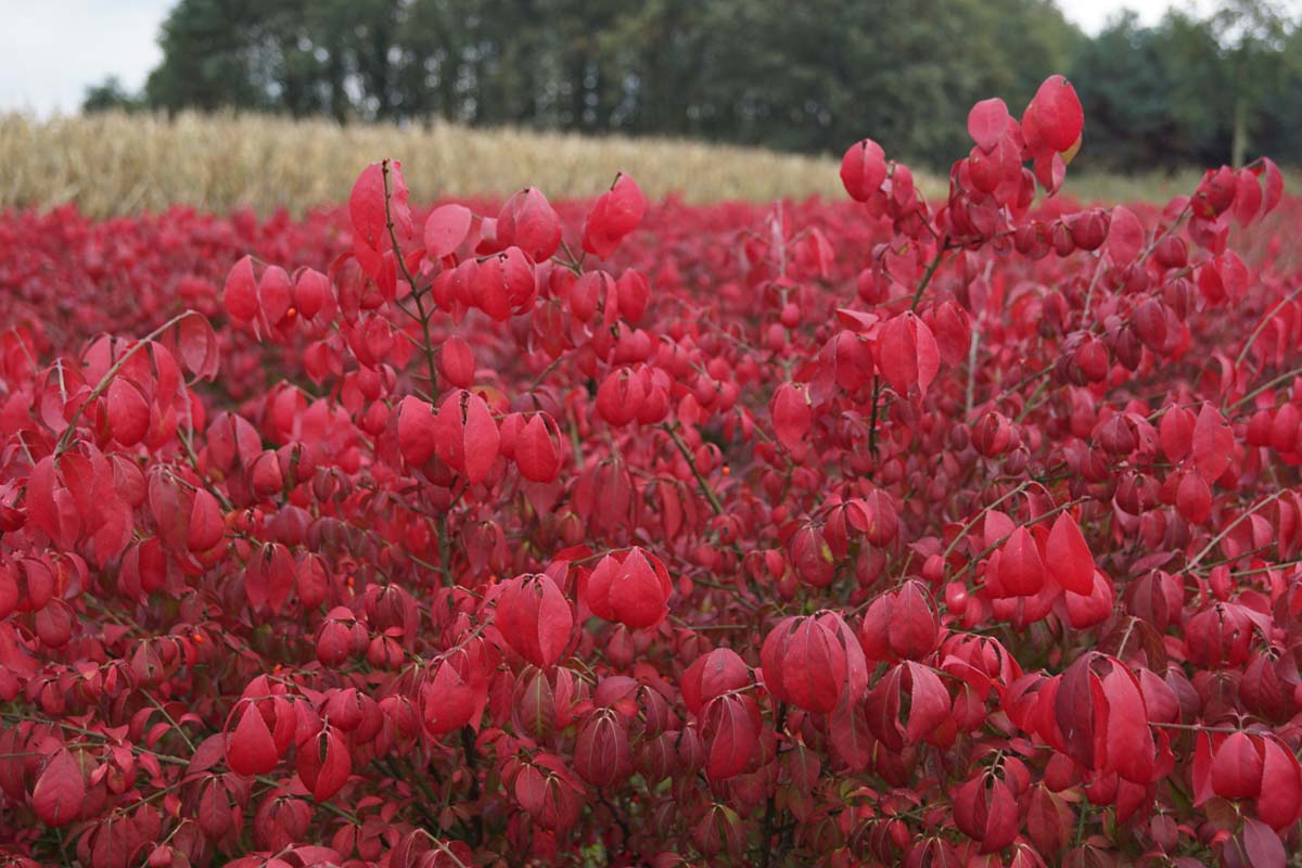 Euonymus alatus 'Compactus' haagplant herfstkleur