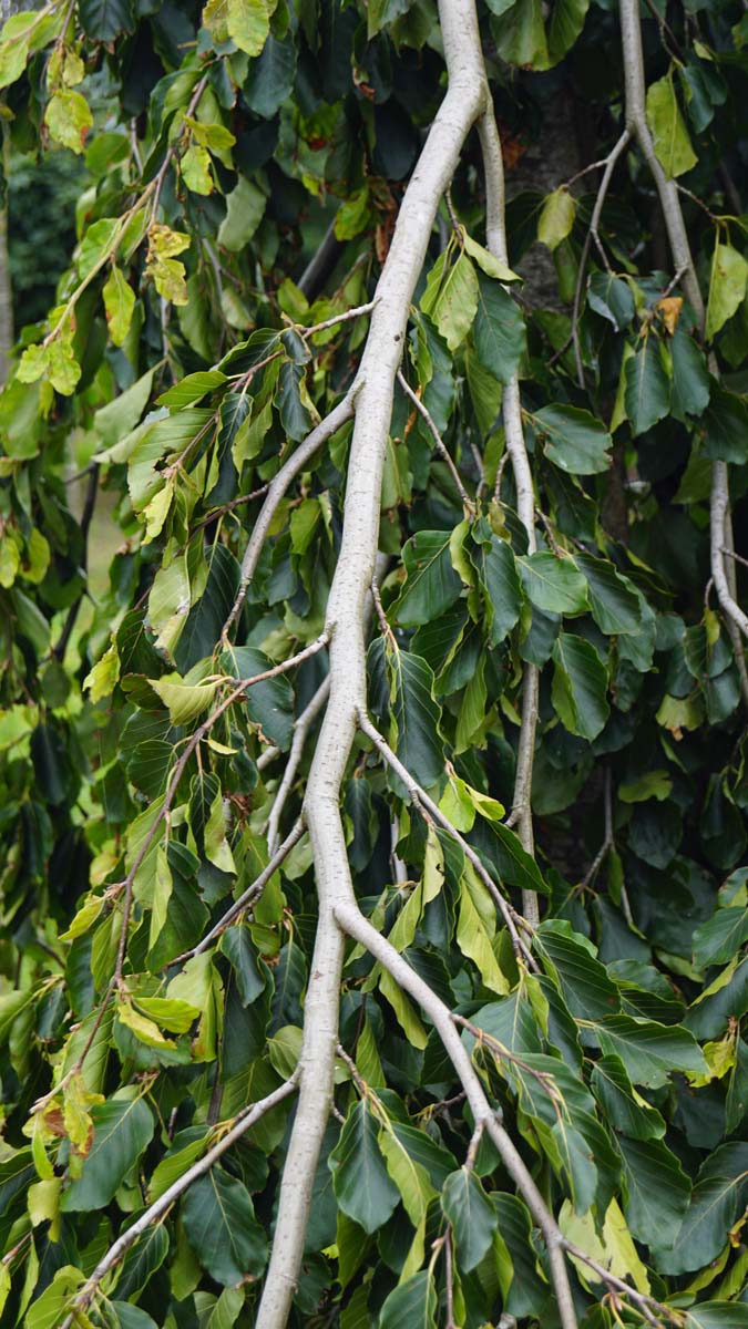 Fagus sylvatica 'Pendula' op stam twijg