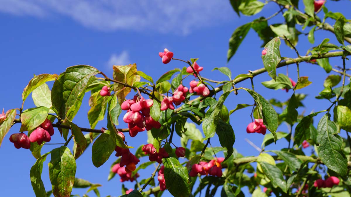 Euonymus europaeus op stam bloem