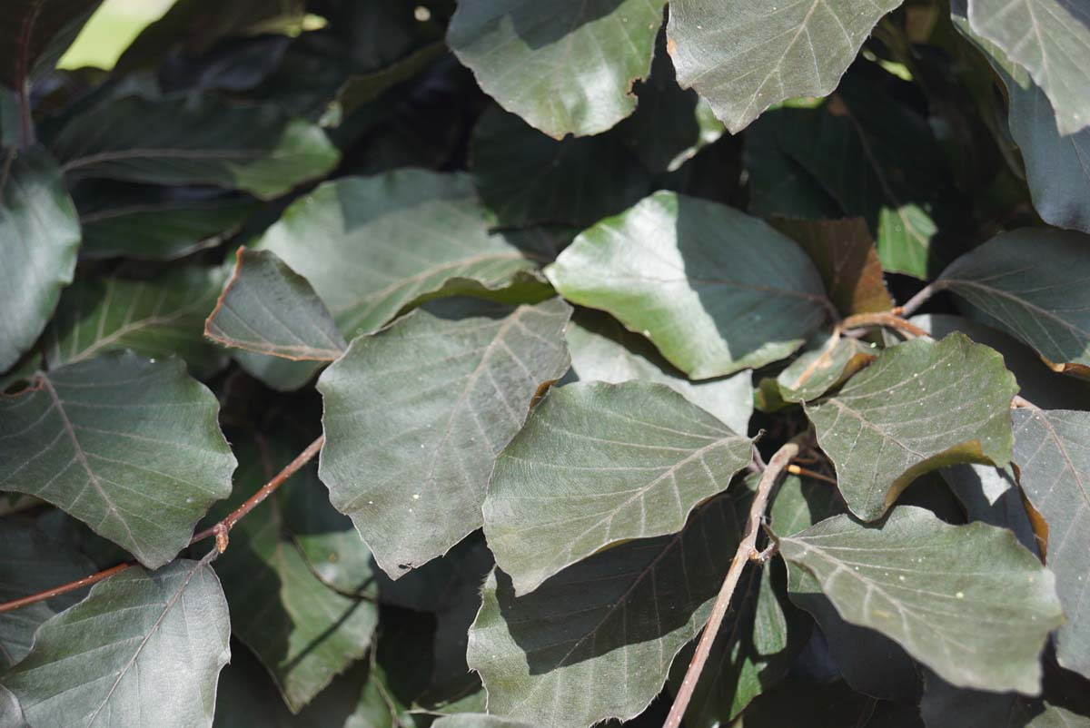 Fagus sylvatica 'Riversii' op stam