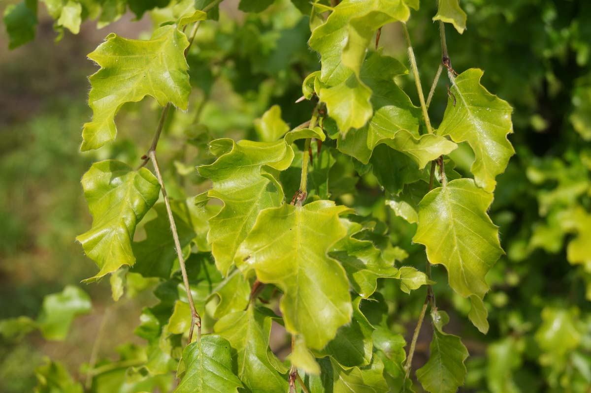 Fagus sylvatica 'Rohan Gold' solitair blad