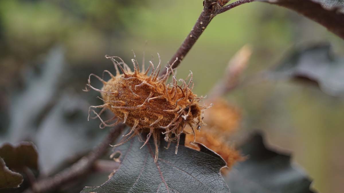 Fagus sylvatica 'Rohan Obelisk' Tuinplanten zaaddoos