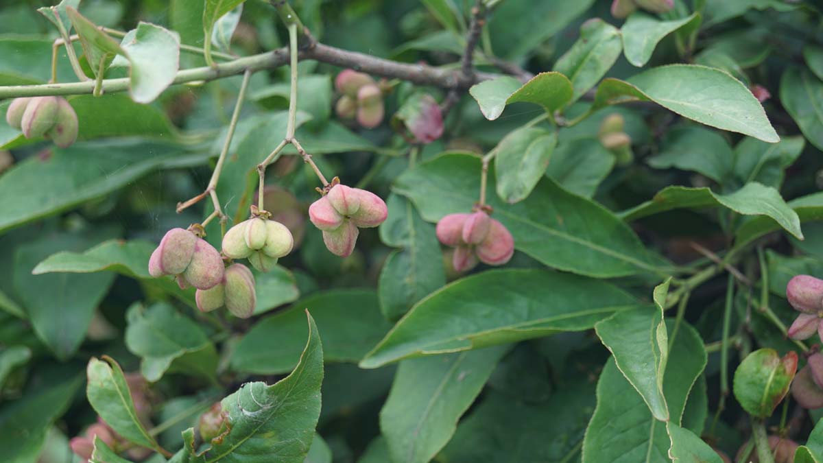 Euonymus europaeus 'Red Cascade' op stam