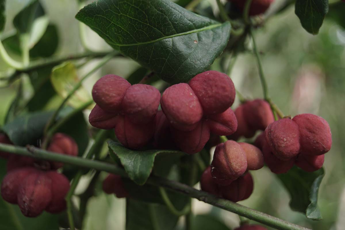 Euonymus europaeus 'Red Cascade' op stam