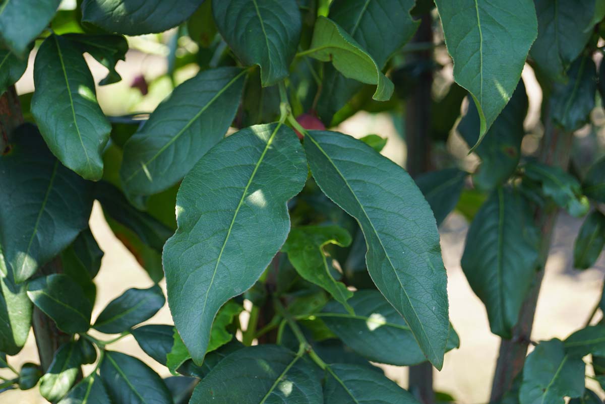 Euonymus europaeus 'Red Cascade' op stam