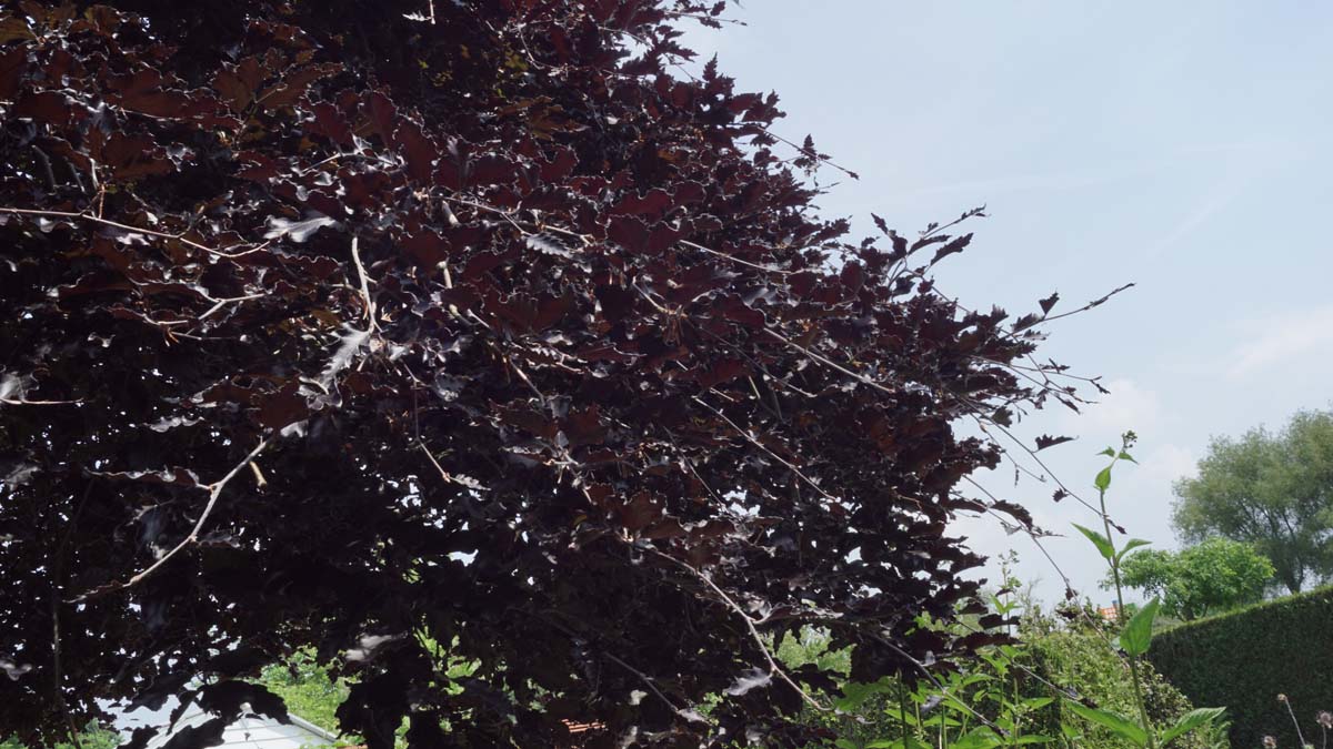 Fagus sylvatica 'Rohan Weeping' op stam