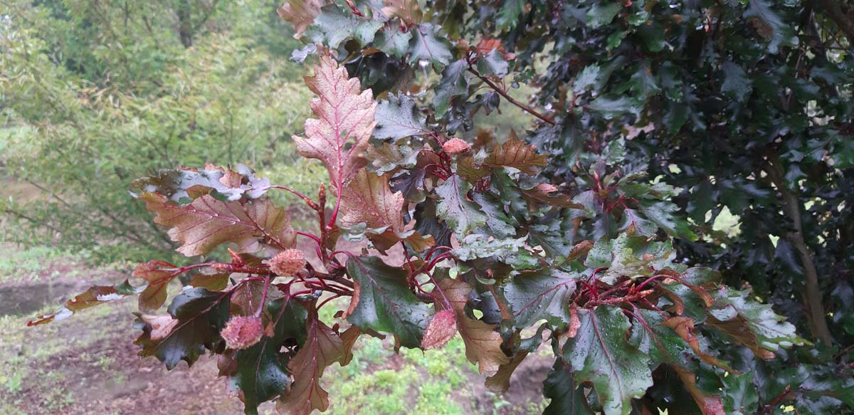 Fagus sylvatica 'Rohanii' Tuinplanten blad