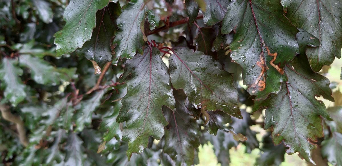 Fagus sylvatica 'Rohanii' Tuinplanten blad