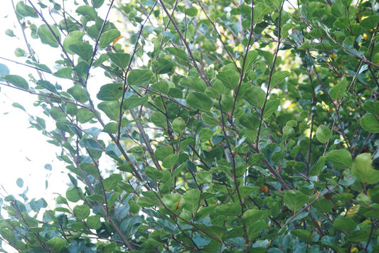 Fagus sylvatica 'Rotundifolia' meerstammig / struik