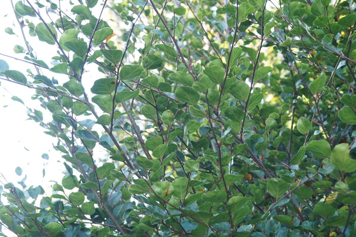 Fagus sylvatica 'Rotundifolia' op stam