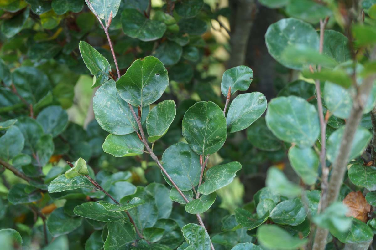 Fagus sylvatica 'Rotundifolia' op stam