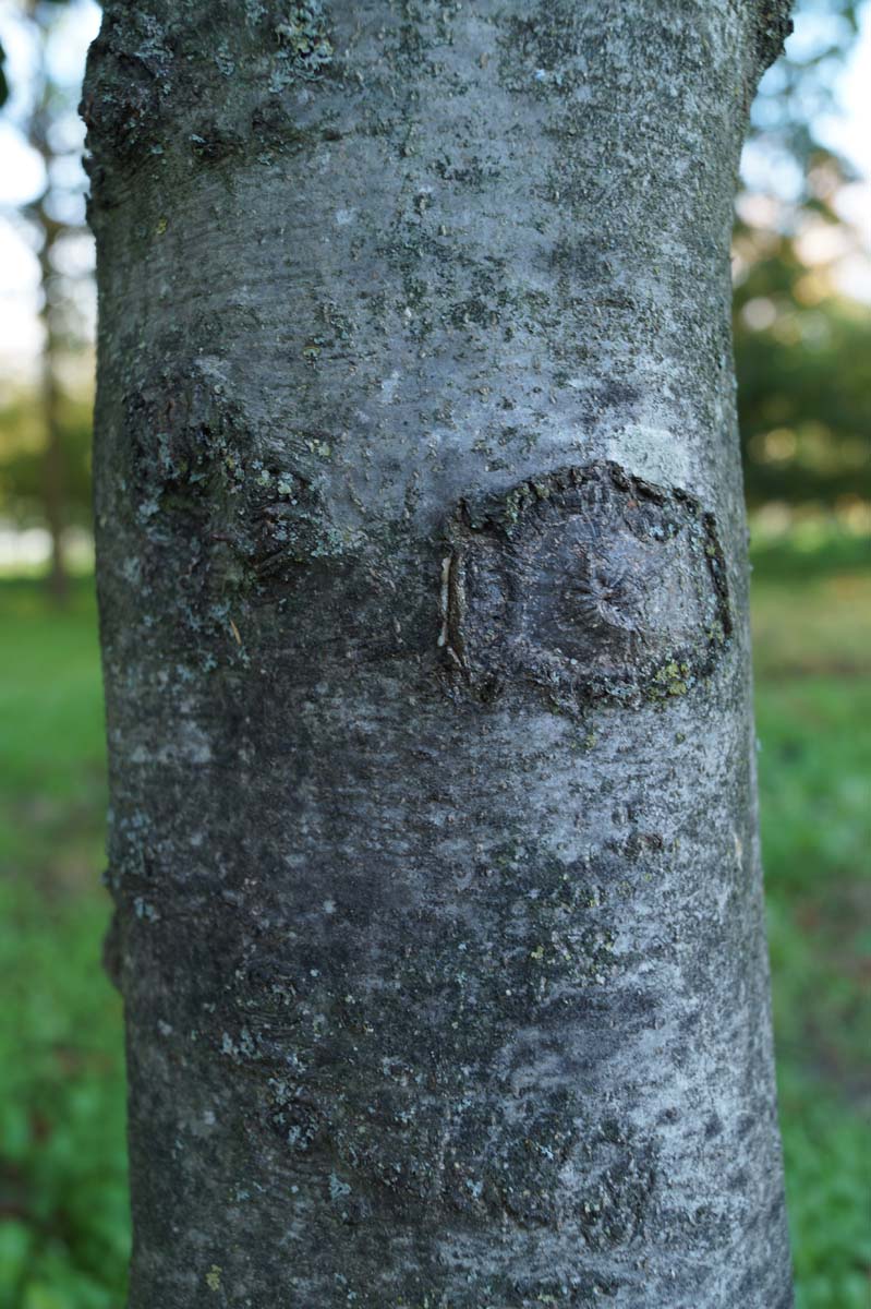 Fagus sylvatica 'Rotundifolia' op stam