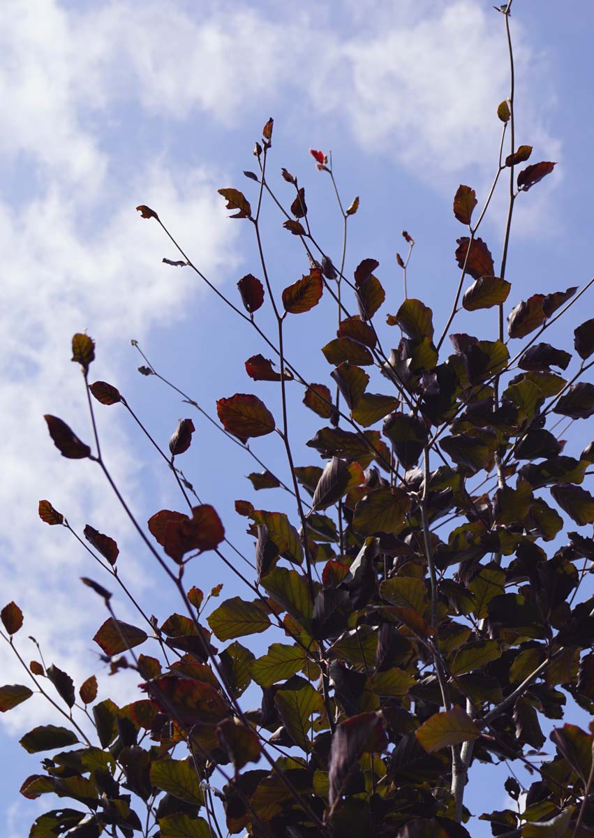 Fagus sylvatica 'Swat Magret' op stam