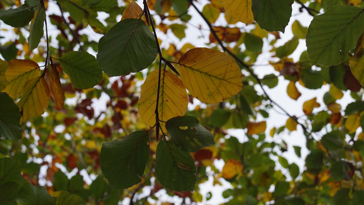 Fagus sylvatica 'Zlatia' op stam