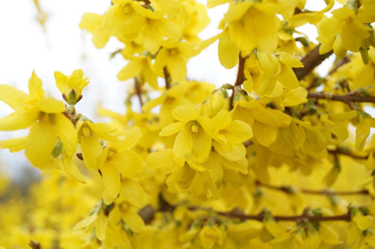 Forsythia intermedia 'Spectabilis' Tuinplanten