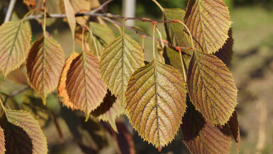 Euptelea pleiosperma meerstammig / struik
