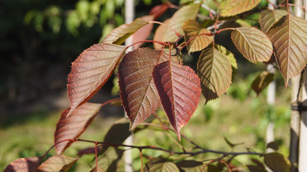 Euptelea pleiosperma op stam