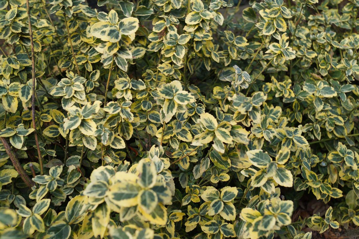 Euonymus fortunei 'Emerald 'n' Gold'