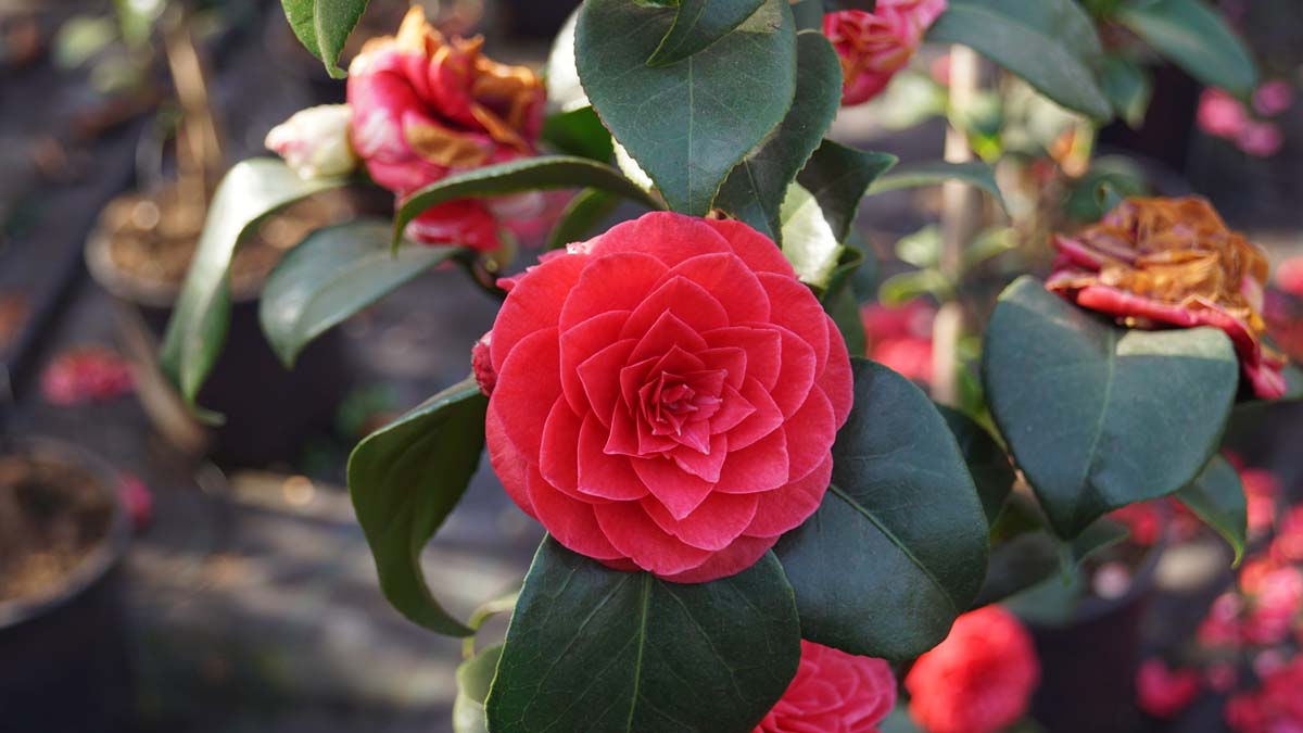 Camellia japonica 'Principessa Baciocchi' Tuinplanten