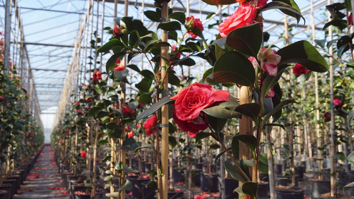 Camellia japonica 'Principessa Baciocchi' bloem