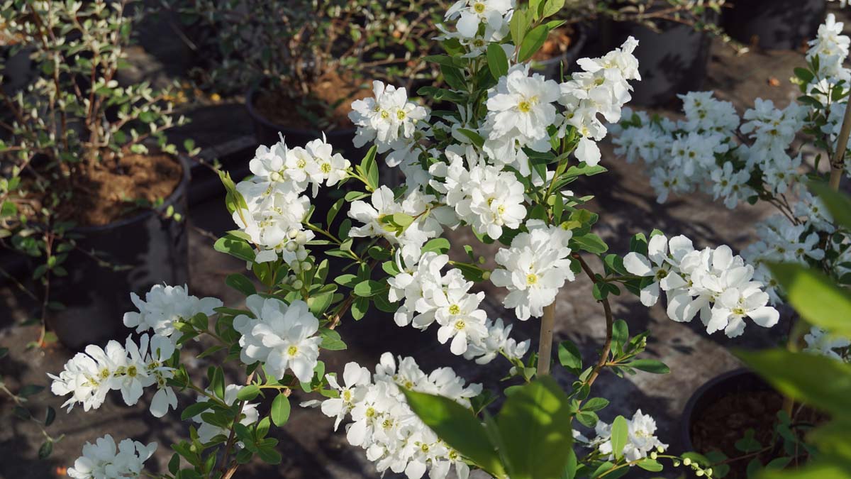 Exochorda 'The Bride' meerstammig / struik