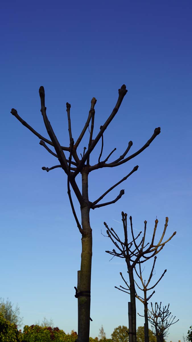 Fraxinus ornus 'Mecsek' op stam