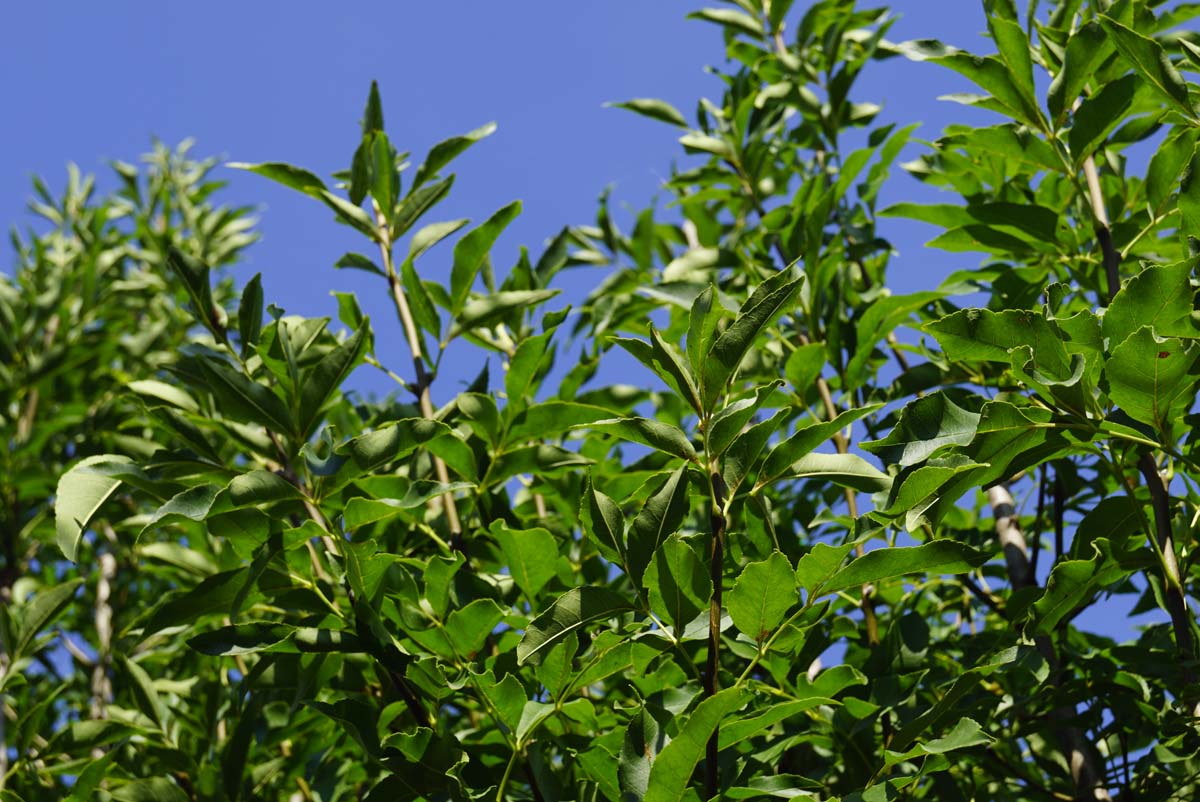 Fraxinus ornus 'Paus Johannes-Paulus II' op stam