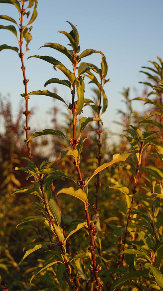 Forsythia intermedia 'Lynwood' haagplant twijg
