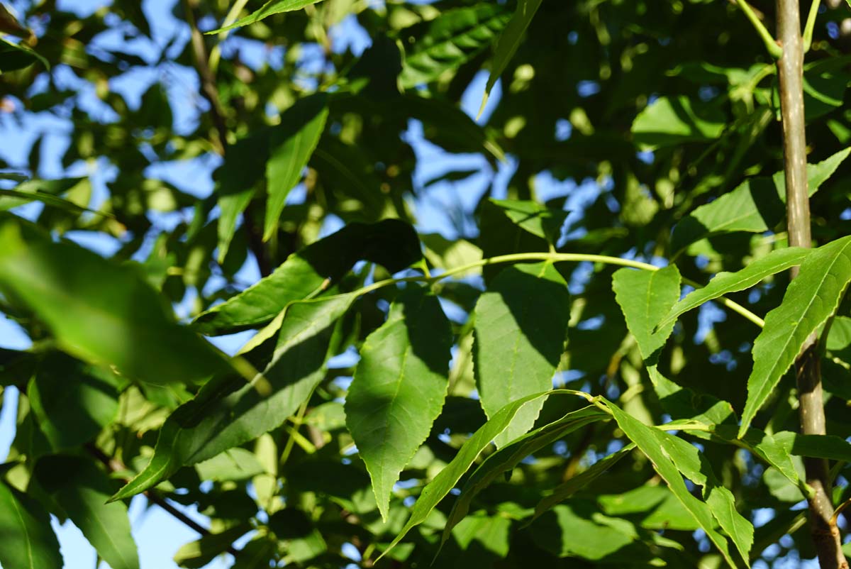 Fraxinus pennsylvanica 'Summit' Tuinplanten