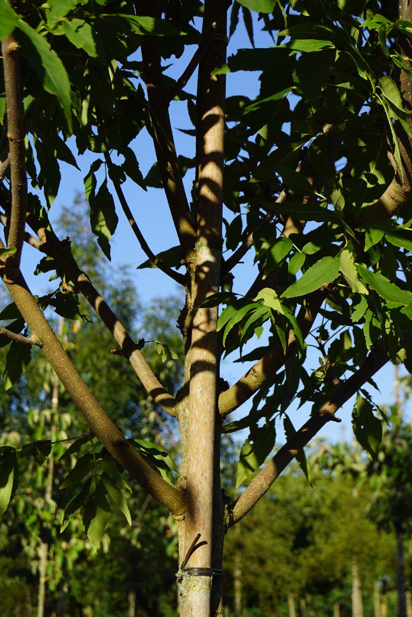 Fraxinus pennsylvanica 'Summit' op stam